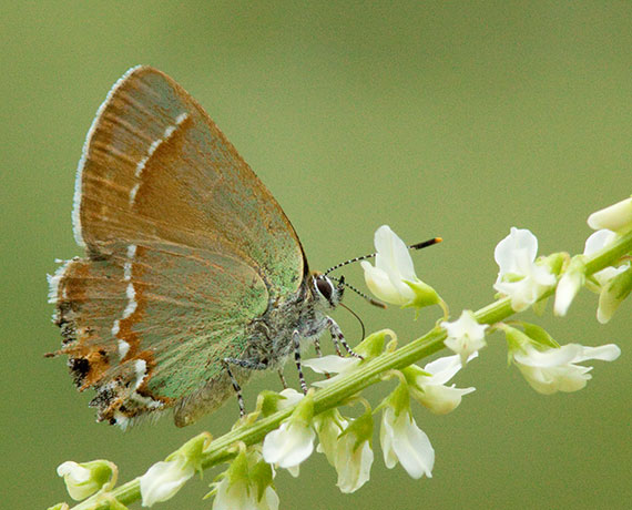 Siva Juniper Hairstreak Callophrys gryneus Butterfly