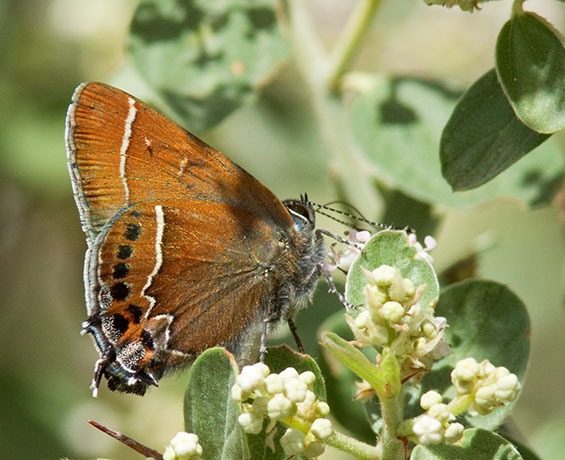 Thicket Hairstreak Callophrys spinetorum Butterfly