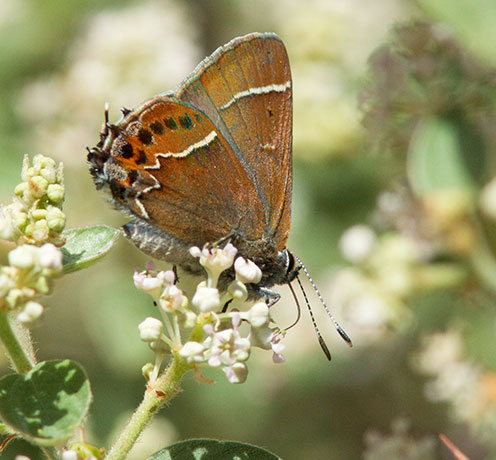 Thicket Hairstreak Callophrys spinetorum Butterfly