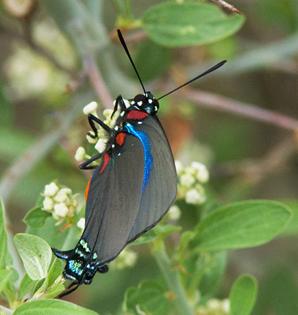 Great Purple Hairstreak Atlicies halesus Butterfly