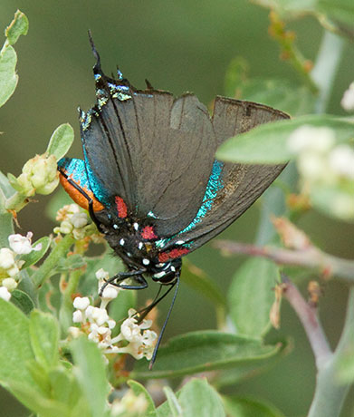 Great Purple Hairstreak Atlicies halesus Butterfly