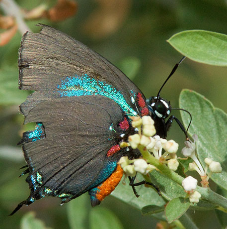 Great Purple Hairstreak Atlicies halesus Butterfly