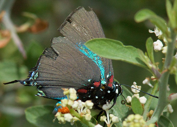 Great Purple Hairstreak Atlicies halesus Butterfly