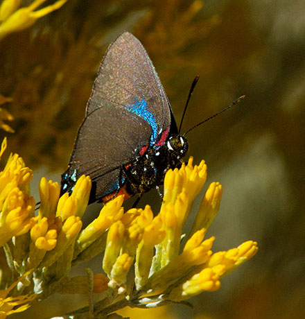 Great Purple Hairstreak Atlicies halesus Butterfly