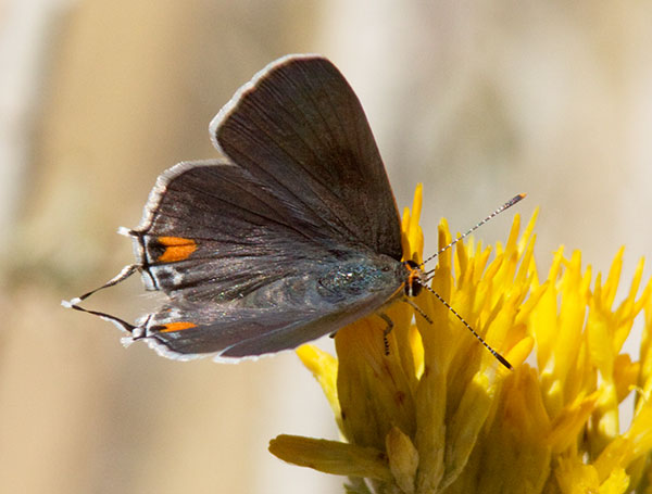 Gray Hairstreak Strymon melinus Butterfly