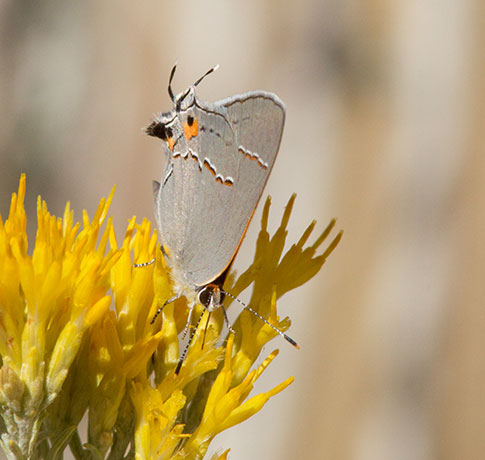 Gray Hairstreak Strymon melinus Butterfly