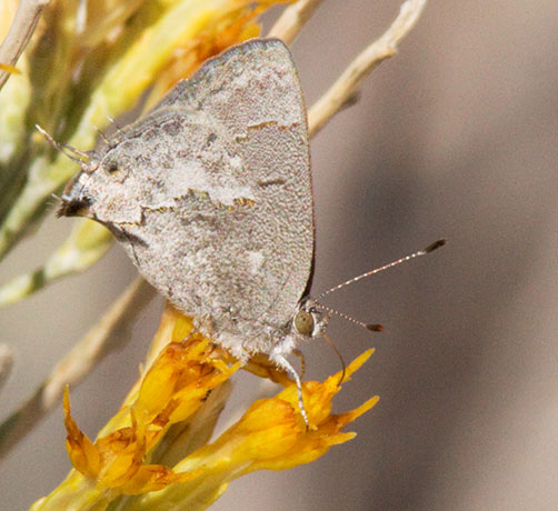 Leda Ministreak Ministrymon leda Butterfly