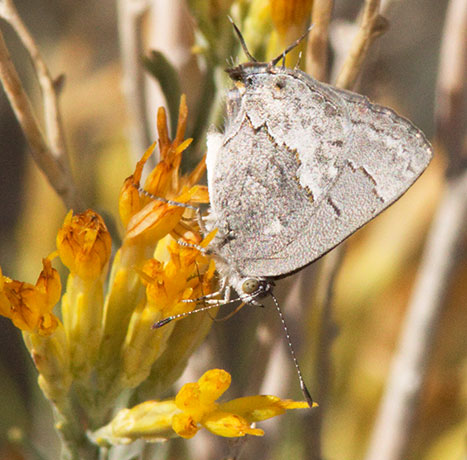Leda Ministreak Ministrymon leda Butterfly
