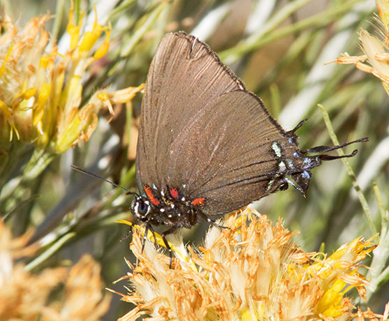 Great Purple Hairstreak Atlicies halesus Butterfly