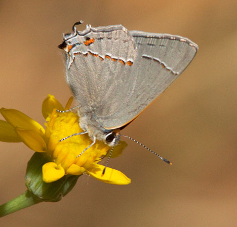 Gray Hairstreak Strymon melinus Butterfly