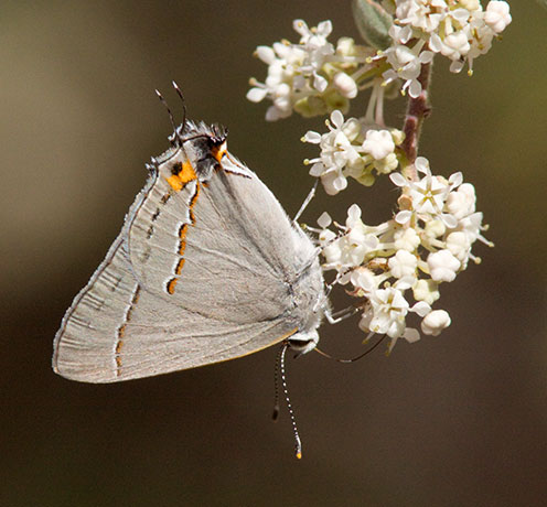 Gray Hairstreak Strymon melinus Butterfly