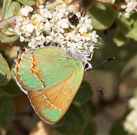 Canyon Bramble Hairstreak -- Western Green Hairstreak Callophrys affinis apama Callophrys dumetorum apama Butterfly