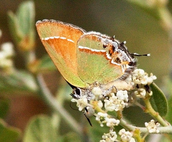 Siva Juniper Hairstreak Callophrys gryneus Butterfly