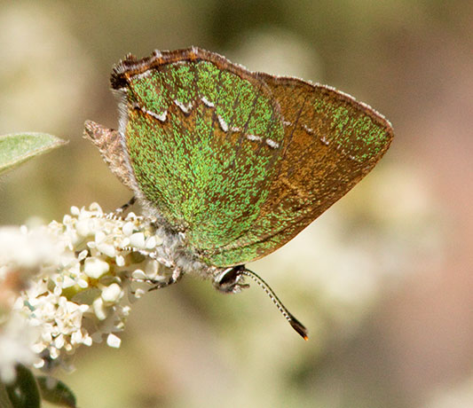 Canyon Bramble Hairstreak -- Western Green Hairstreak Callophrys affinis apama Callophrys dumetorum apama Butterfly