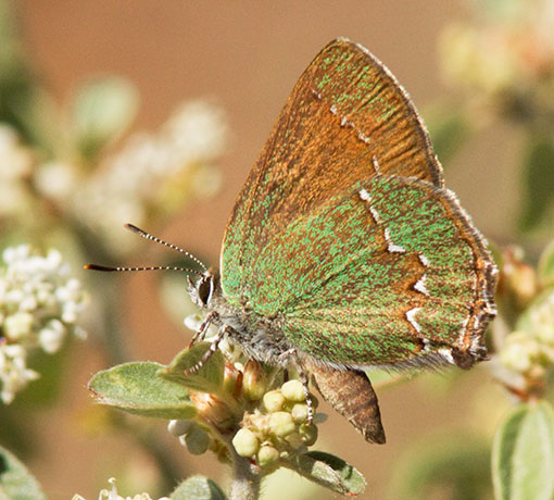 Canyon Bramble Hairstreak -- Western Green Hairstreak Callophrys affinis apama Callophrys dumetorum apama Butterfly