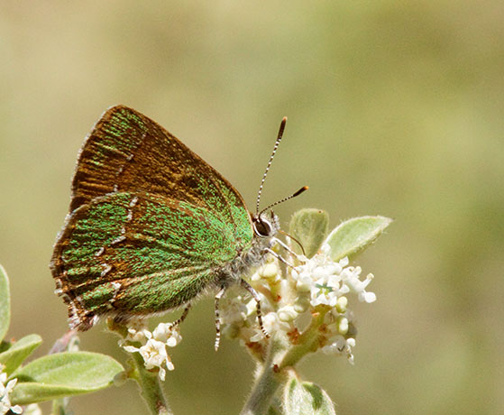 Canyon Bramble Hairstreak -- Western Green Hairstreak Callophrys affinis apama Callophrys dumetorum apama Butterfly
