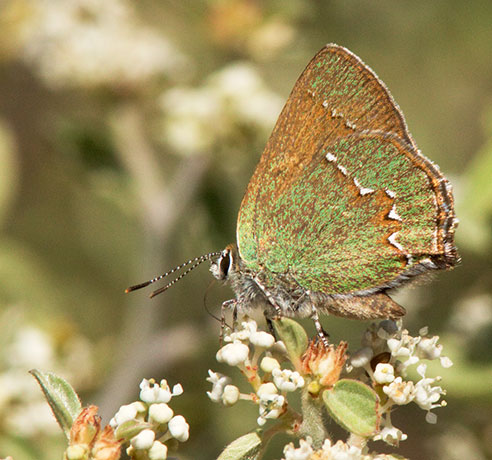 Canyon Bramble Hairstreak -- Western Green Hairstreak Callophrys affinis apama Callophrys dumetorum apama Butterfly