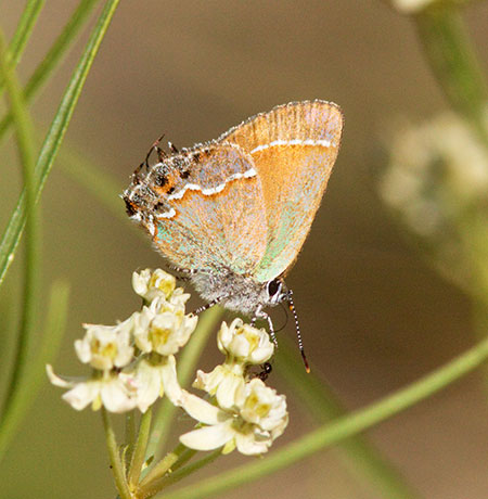 Siva Juniper Hairstreak Callophrys gryneus Butterfly