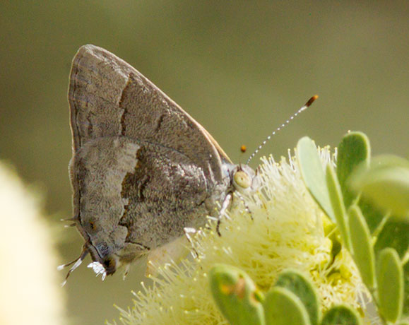 Leda Ministreak Ministrymon leda Butterfly