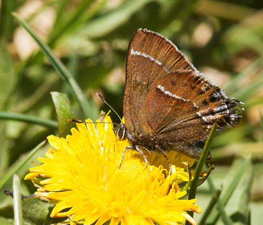 Thicket Hairstreak Callophrys spinetorum Butterfly