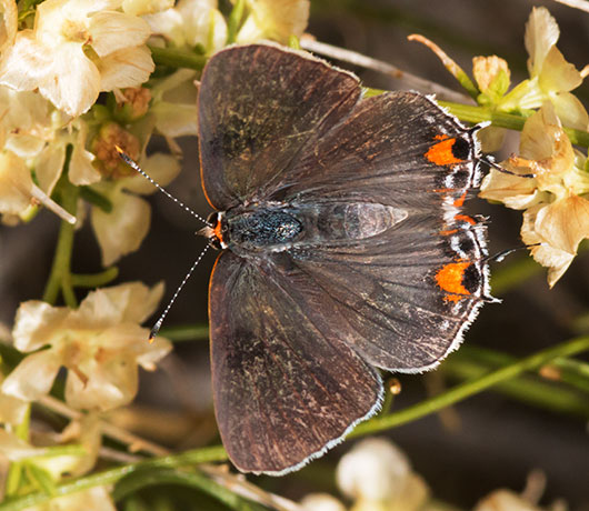 Gray Hairstreak Strymon melinus Butterfly