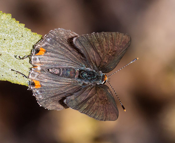 Gray Hairstreak Strymon melinus Butterfly