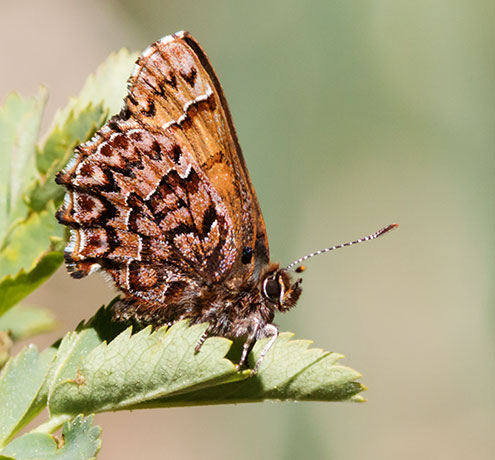Western Pine Elfin Callophrys eryphon Butterfly