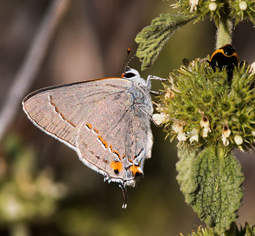 Gray Hairstreak Strymon melinus Butterfly
