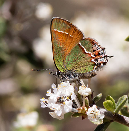 Siva Juniper Hairstreak Callophrys gryneus Butterfly