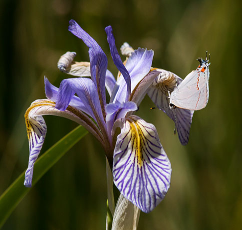 Gray Hairstreak Strymon melinus Butterfly