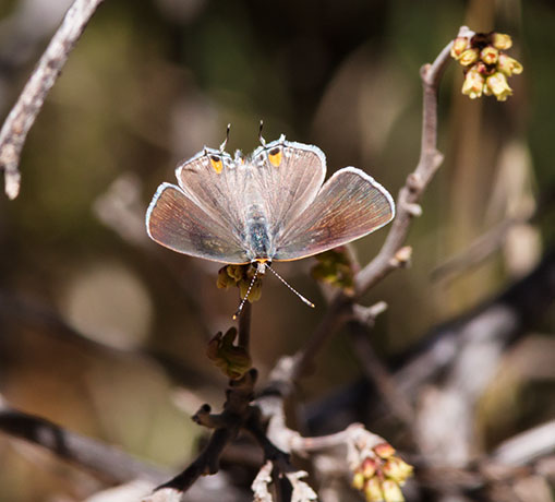 Gray Hairstreak Strymon melinus Butterfly