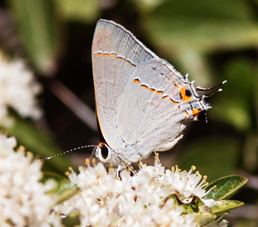 Gray Hairstreak Strymon melinus Butterfly