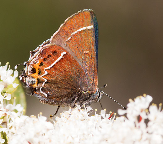 Thicket Hairstreak Callophrys spinetorum Butterfly