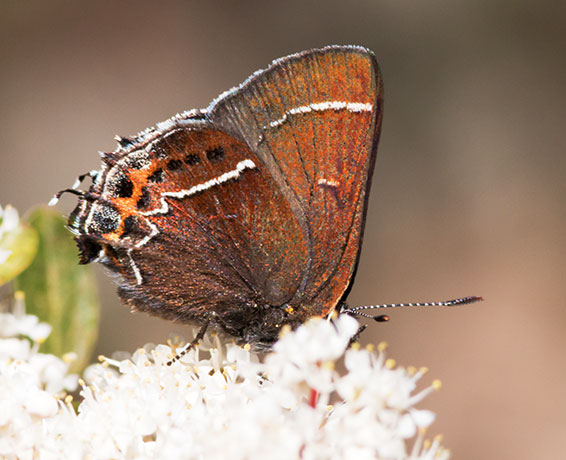 Thicket Hairstreak Callophrys spinetorum Butterfly