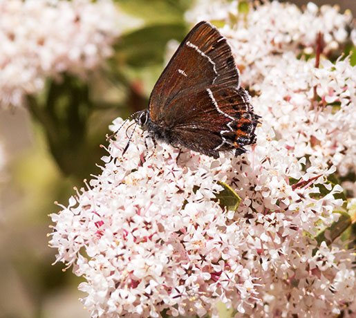 Thicket Hairstreak Callophrys spinetorum Butterfly