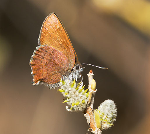 Brown Elfin Callophrys augustinus Butterfly