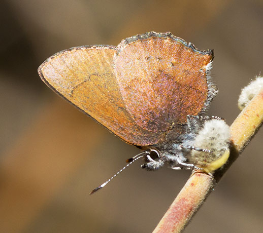 Brown Elfin Callophrys augustinus Butterfly