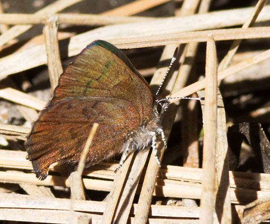 Brown Elfin Callophrys augustinus Butterfly