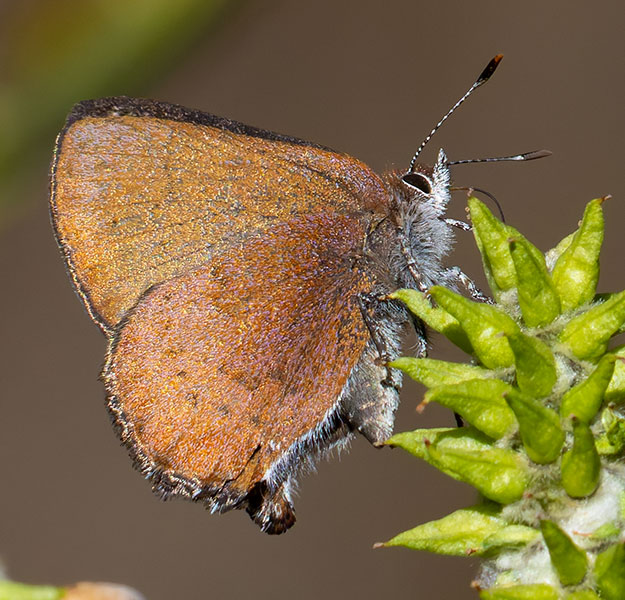 Brown Elfin Callophrys augustinus Butterfly