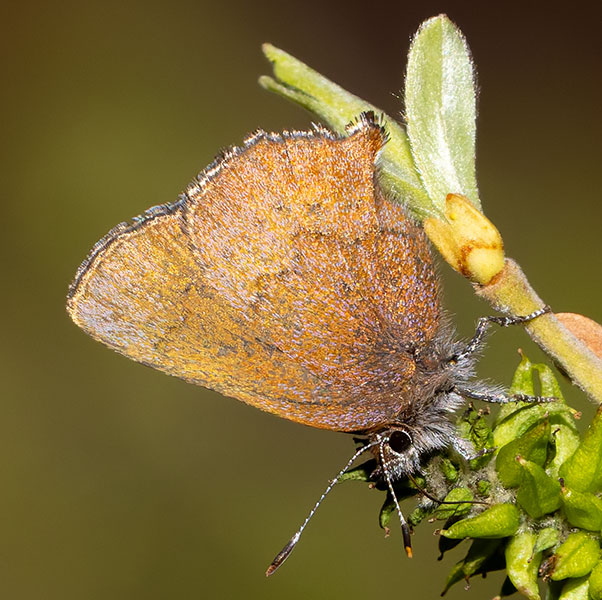 Brown Elfin Callophrys augustinus Butterfly