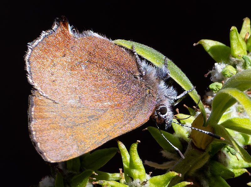 Brown Elfin Callophrys augustinus Butterfly