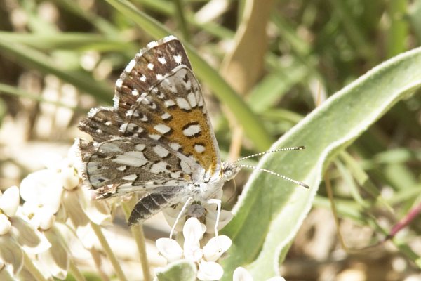 Mormon Metalmark Apodemia mormo Butterfly