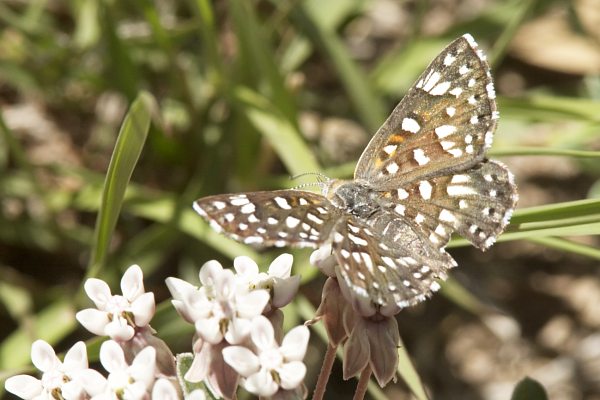 Mormon Metalmark Apodemia mormo Butterfly