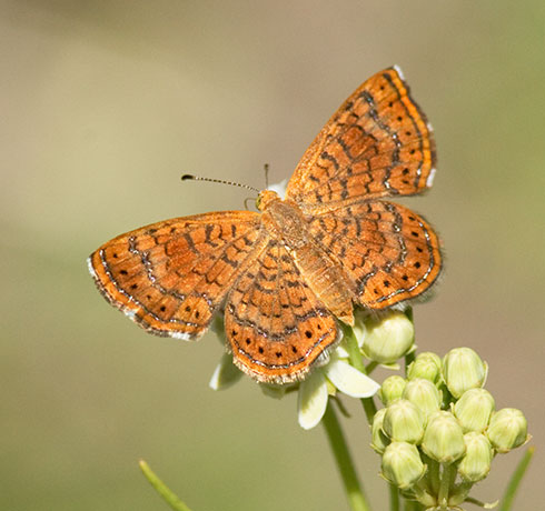 Arizona Metalmark Calephelis arizonensis Butterfly