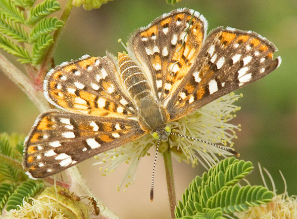 Palmer's Metalmark Apodemia palmeri Butterfly 