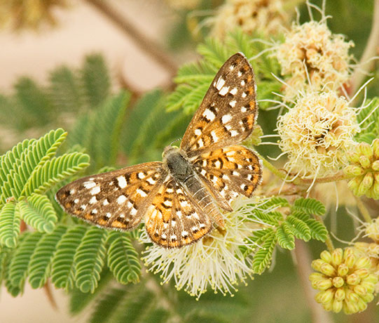 Palmer's Metalmark Apodemia palmeri Butterfly 