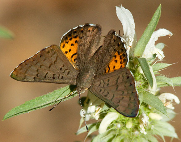 Ares Metalmark Emesis ares  Butterfly 