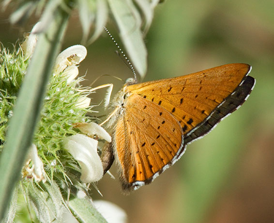 Ares Metalmark Emesis ares  Butterfly 