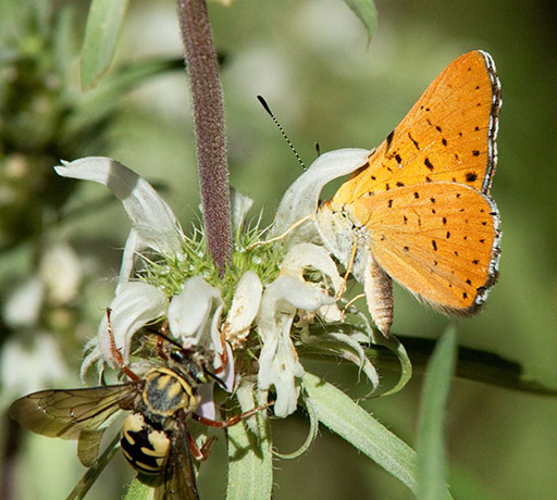 Ares Metalmark Emesis ares  Butterfly 