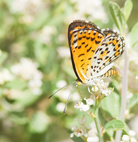 Nais Metalmark Apodemia nais   Butterfly 